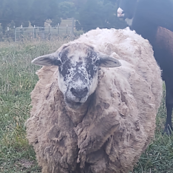 starletsheep
